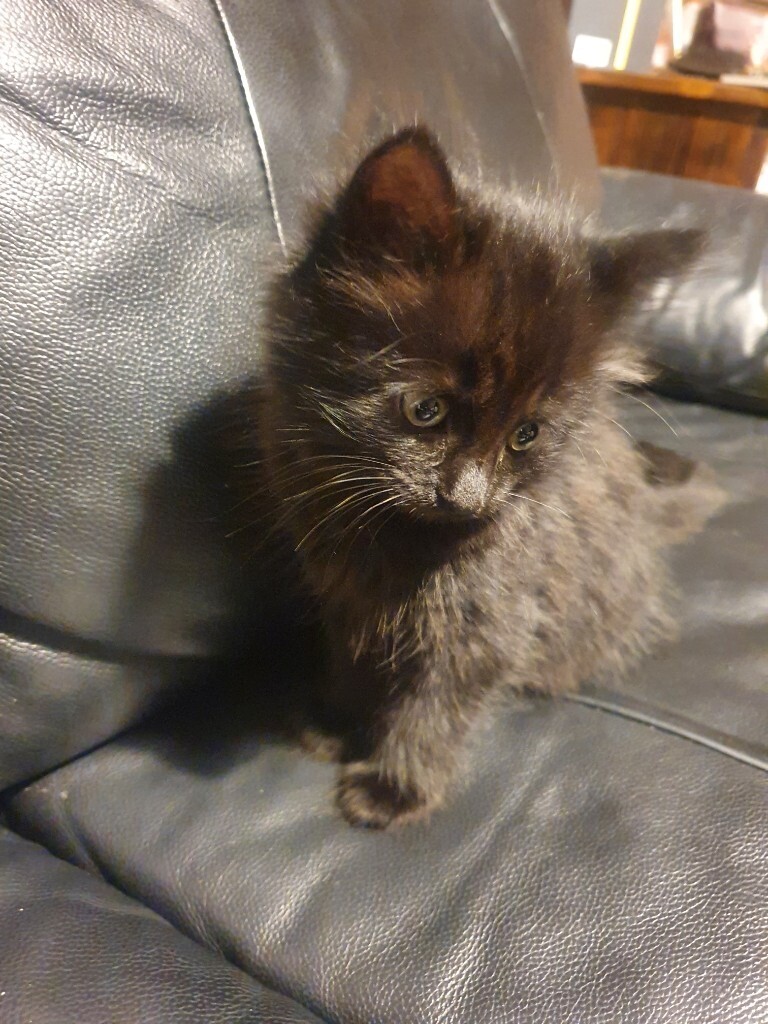 kittens for sale near me gumtree